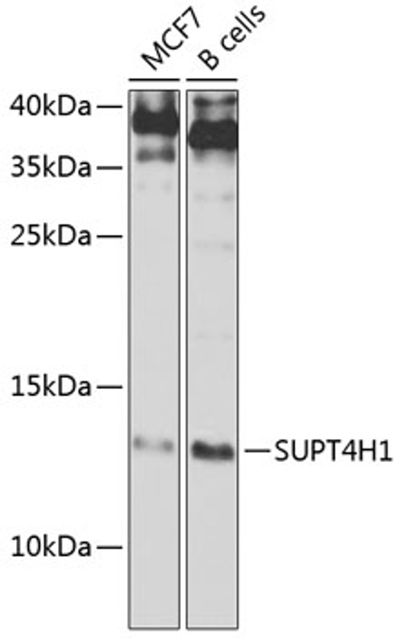 Western blot analysis of extracts of various cell lines, using SUPT4H1 Antibody (23-289) at 1:1000 dilution.<br/>Secondary antibody: HRP Goat Anti-Rabbit IgG (H+L) at 1:10000 dilution.<br/>Lysates/proteins: 25ug per lane.<br/>Blocking buffer: 3% nonfat dry milk in TBST.<br/>Detection: ECL Basic Kit.<br/>Exposure time: 3s.