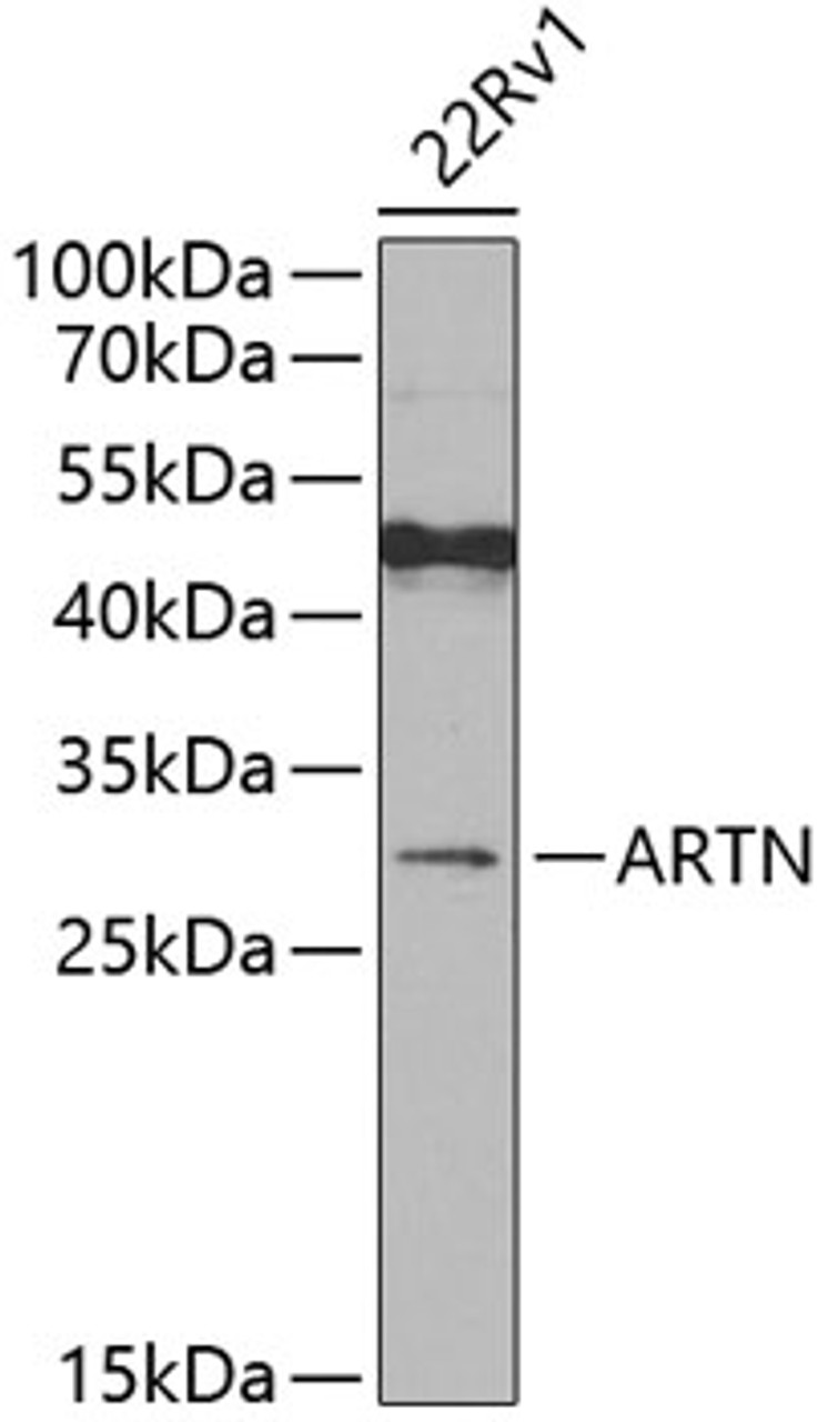 Western blot analysis of extracts of 22Rv1 cells, using ARTN antibody (23-303) at 1:500 dilution._Secondary antibody: HRP Goat Anti-Rabbit IgG (H+L) at 1:10000 dilution._Lysates/proteins: 25ug per lane._Blocking buffer: 3% nonfat dry milk in TBST._Detection: ECL Enhanced Kit._Exposure time: 30s.