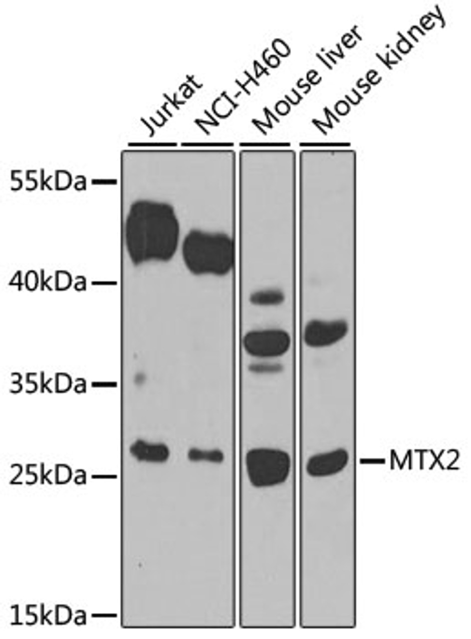 Western blot analysis of extracts of various cell lines, using MTX2 antibody (23-309) at 1:1000 dilution.<br/>Secondary antibody: HRP Goat Anti-Rabbit IgG (H+L) at 1:10000 dilution.<br/>Lysates/proteins: 25ug per lane.<br/>Blocking buffer: 3% nonfat dry milk in TBST.<br/>Detection: ECL Basic Kit.<br/>Exposure time: 90s.