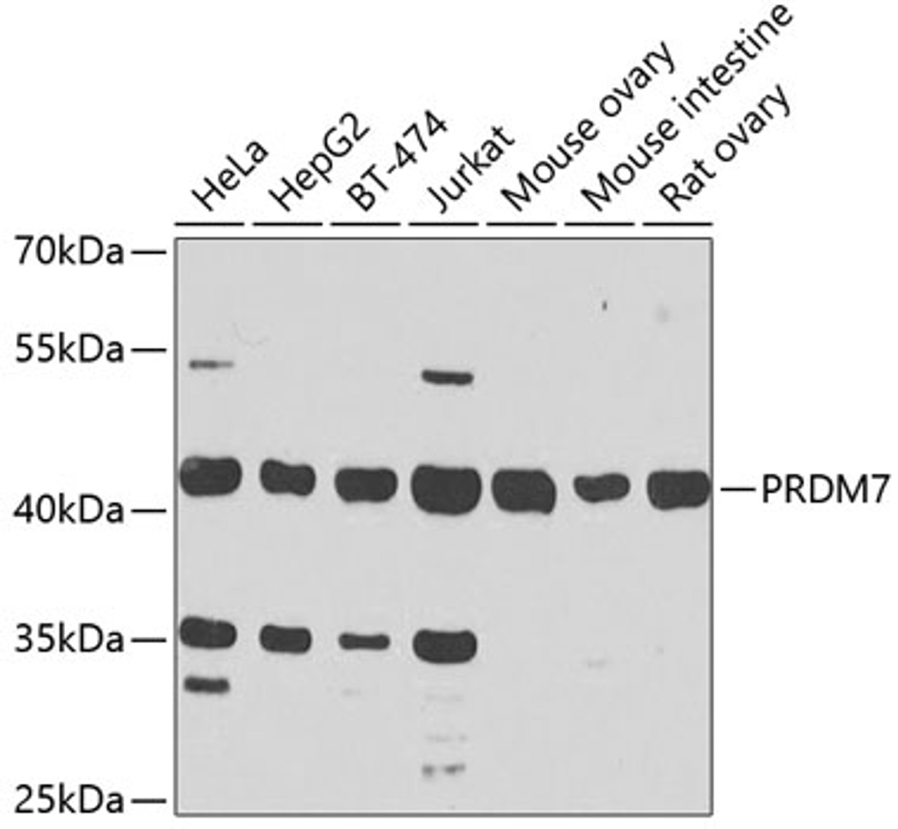 Western blot analysis of extracts of various cell lines, using PRDM7 antibody (23-312) at 1:1000 dilution.<br/>Secondary antibody: HRP Goat Anti-Rabbit IgG (H+L) at 1:10000 dilution.<br/>Lysates/proteins: 25ug per lane.<br/>Blocking buffer: 3% nonfat dry milk in TBST.<br/>Detection: ECL Enhanced Kit.<br/>Exposure time: 30s.