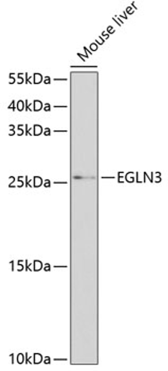 Western blot analysis of extracts of mouse liver, using EGLN3 antibody (23-341) at 1:1000 dilution.<br/>Secondary antibody: HRP Goat Anti-Rabbit IgG (H+L) at 1:10000 dilution.<br/>Lysates/proteins: 25ug per lane.<br/>Blocking buffer: 3% nonfat dry milk in TBST.<br/>Detection: ECL Basic Kit.<br/>Exposure time: 90s.