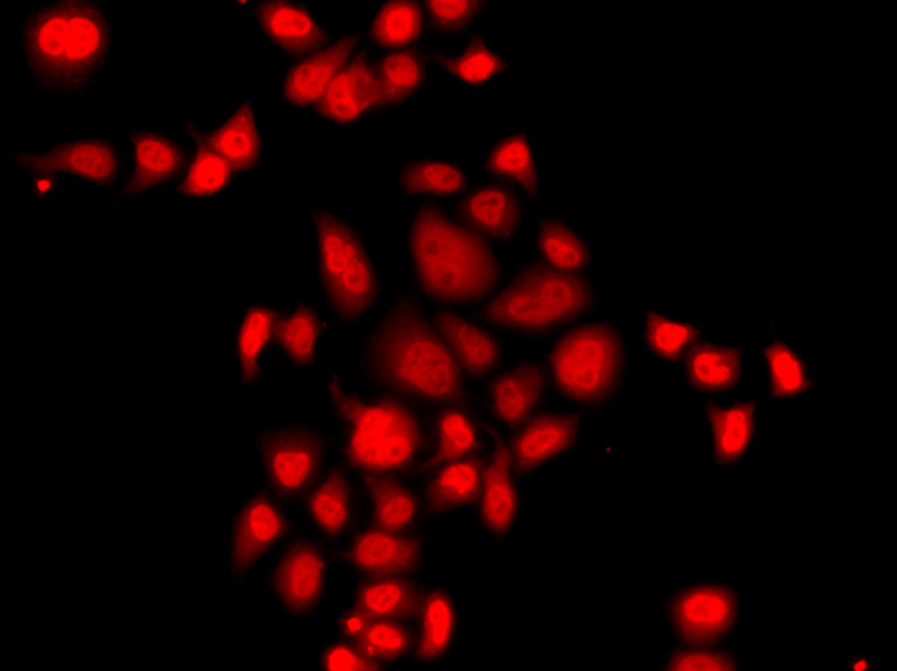Immunofluorescence analysis of A549 cells using MLF1 antibody (23-350) .