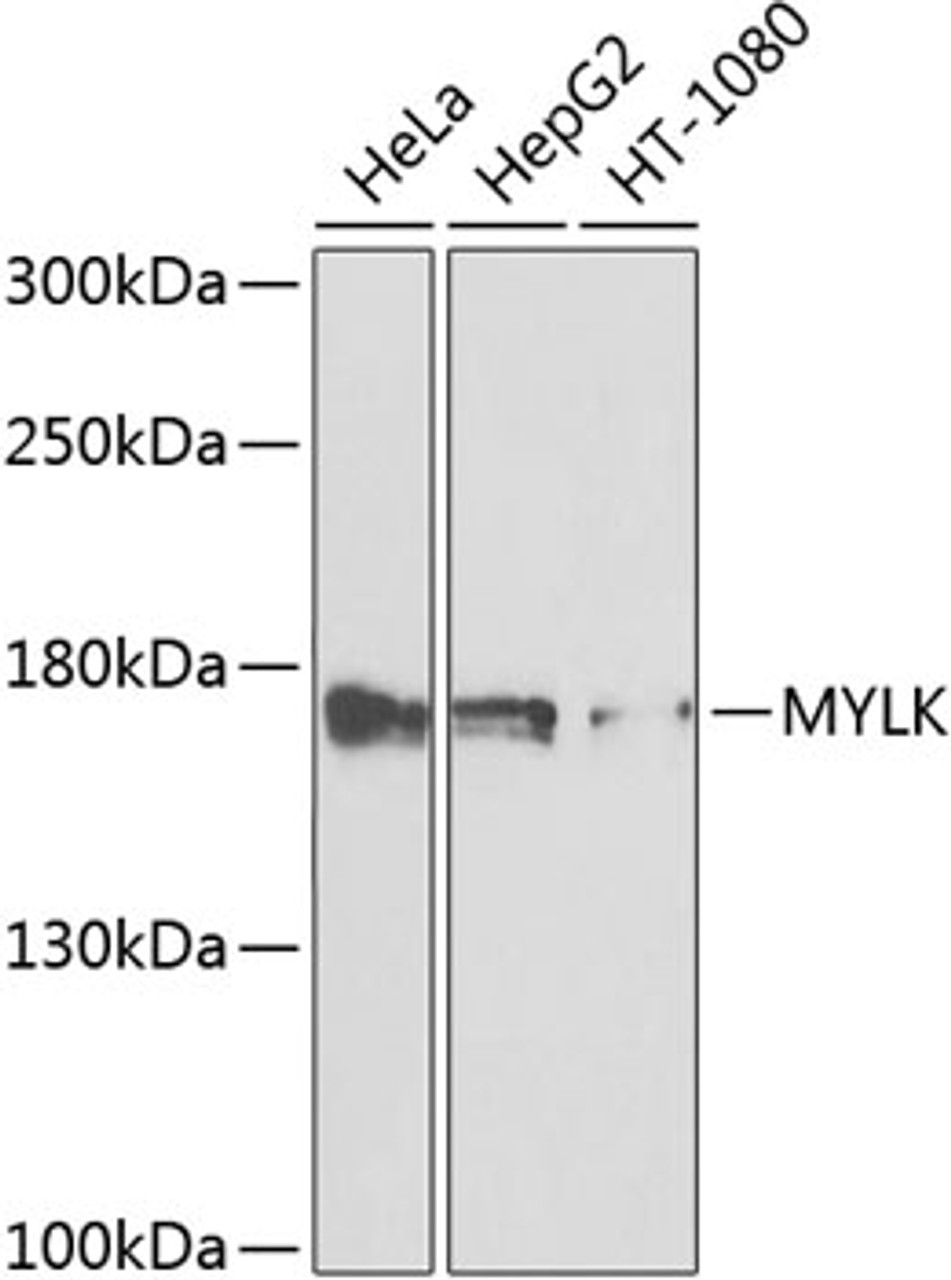 Western blot analysis of extracts of various cell lines, using MYLK antibody (23-364) at 1:1000 dilution.<br/>Secondary antibody: HRP Goat Anti-Rabbit IgG (H+L) at 1:10000 dilution.<br/>Lysates/proteins: 25ug per lane.<br/>Blocking buffer: 3% nonfat dry milk in TBST.<br/>Detection: ECL Basic Kit.<br/>Exposure time: 90s.