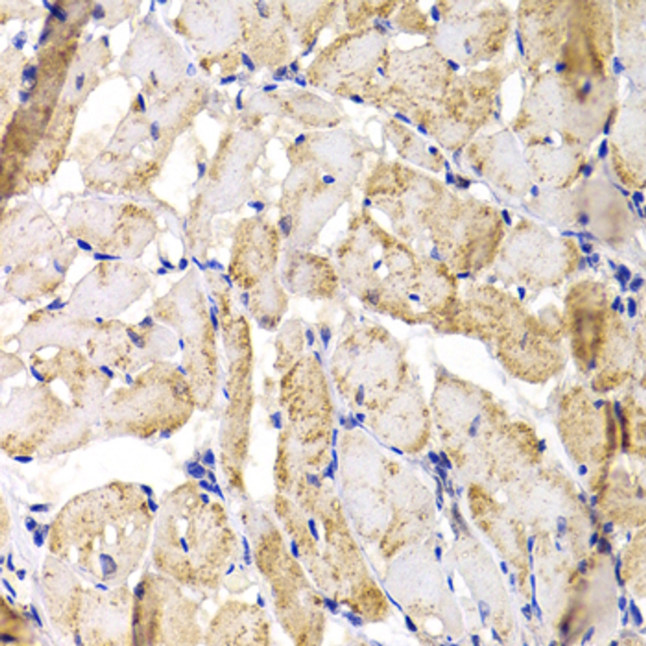 Immunohistochemistry of paraffin-embedded rat heart using MBNL1 antibody (23-368) at dilution of 1:100 (40x lens) .