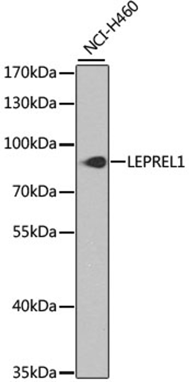 Western blot analysis of extracts of NCI-H460 cells, using LEPREL1 antibody (23-379) at 1:1000 dilution.<br/>Secondary antibody: HRP Goat Anti-Rabbit IgG (H+L) at 1:10000 dilution.<br/>Lysates/proteins: 25ug per lane.<br/>Blocking buffer: 3% nonfat dry milk in TBST.<br/>Detection: ECL Basic Kit.<br/>Exposure time: 90s.