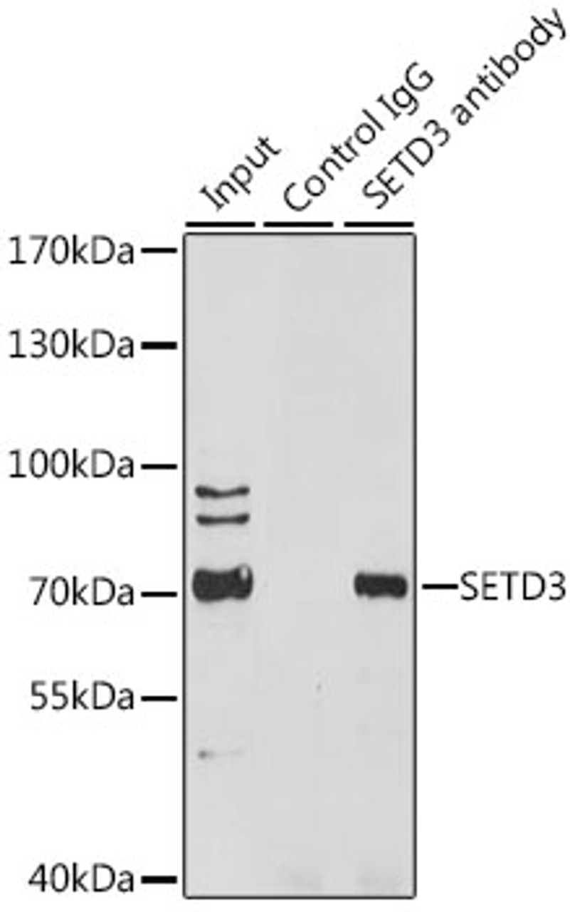 Immunoprecipitation analysis of 200ug extracts of HeLa cells, using 3 ug SETD3 antibody (23-381) . Western blot was performed from the immunoprecipitate using SETD3 antibody (23-381) at a dilition of 1:1000.