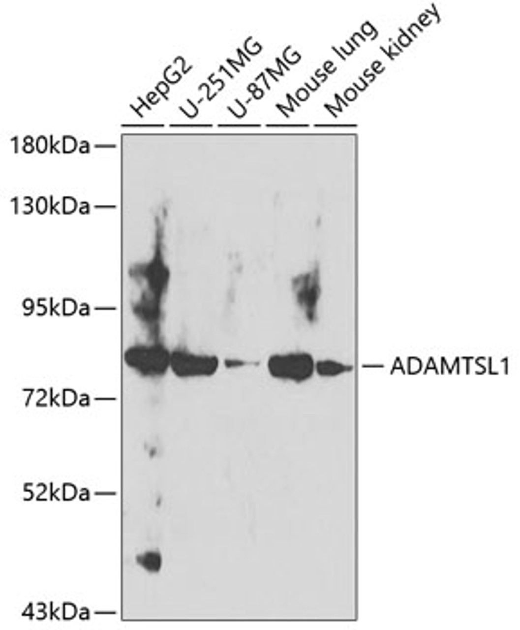 Western blot analysis of extracts of various cell lines, using ADAMTSL1 antibody (23-383) at 1:400 dilution.<br/>Secondary antibody: HRP Goat Anti-Rabbit IgG (H+L) at 1:10000 dilution.<br/>Lysates/proteins: 25ug per lane.<br/>Blocking buffer: 3% nonfat dry milk in TBST.<br/>Detection: ECL Basic Kit.<br/>Exposure time: 20s.