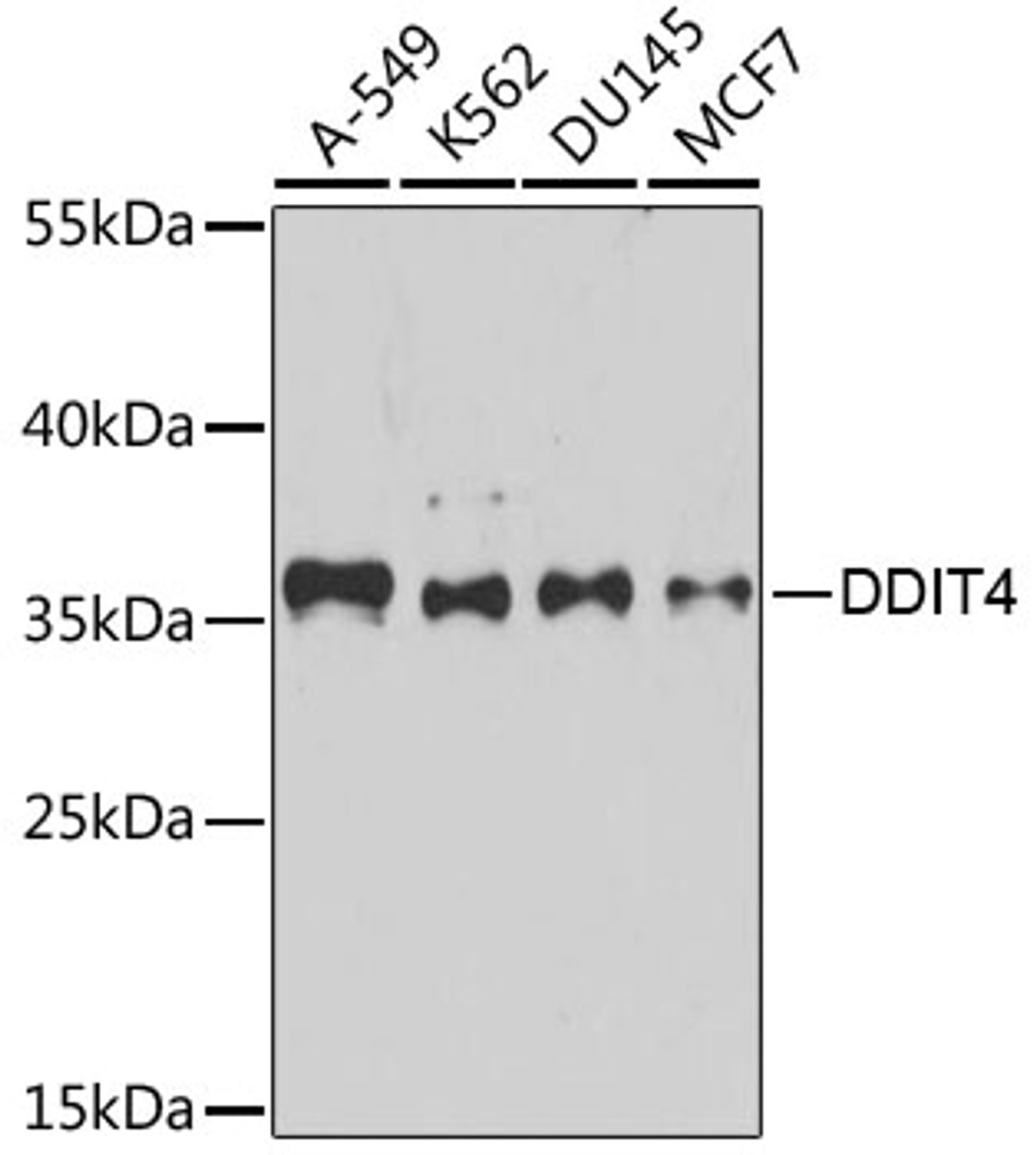 Western blot analysis of extracts of various cell lines, using DDIT4 antibody (23-390) at 1:1000 dilution.<br/>Secondary antibody: HRP Goat Anti-Rabbit IgG (H+L) at 1:10000 dilution.<br/>Lysates/proteins: 25ug per lane.<br/>Blocking buffer: 3% nonfat dry milk in TBST.<br/>Detection: ECL Basic Kit.<br/>Exposure time: 90s.