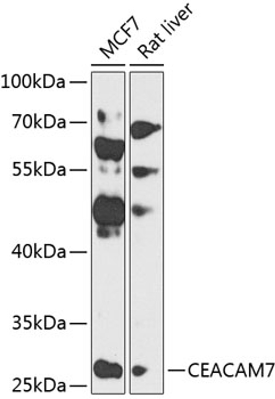 Western blot analysis of extracts of various cell lines, using CEACAM7 antibody (23-409) at 1:1000 dilution.<br/>Secondary antibody: HRP Goat Anti-Rabbit IgG (H+L) at 1:10000 dilution.<br/>Lysates/proteins: 25ug per lane.<br/>Blocking buffer: 3% nonfat dry milk in TBST.<br/>Detection: ECL Basic Kit.<br/>Exposure time: 90s.