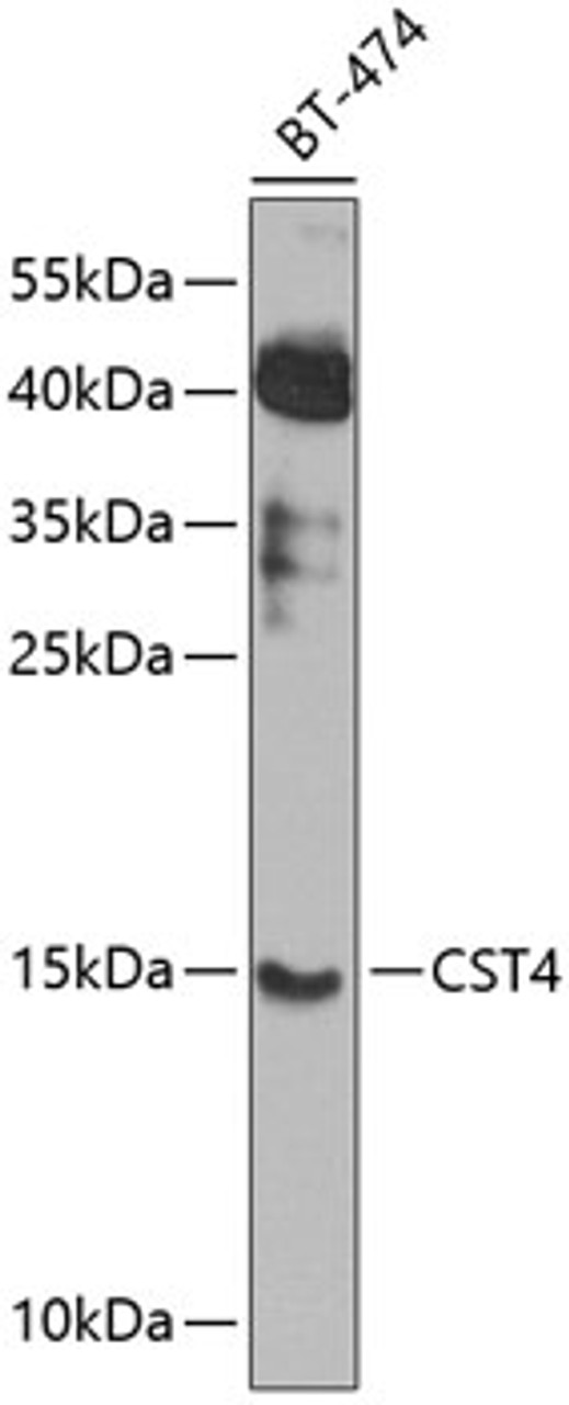 Western blot analysis of extracts of BT-474 cells, using CST4 antibody (23-410) at 1:1000 dilution.<br/>Secondary antibody: HRP Goat Anti-Rabbit IgG (H+L) at 1:10000 dilution.<br/>Lysates/proteins: 25ug per lane.<br/>Blocking buffer: 3% nonfat dry milk in TBST.<br/>Detection: ECL Enhanced Kit.<br/>Exposure time: 60s.