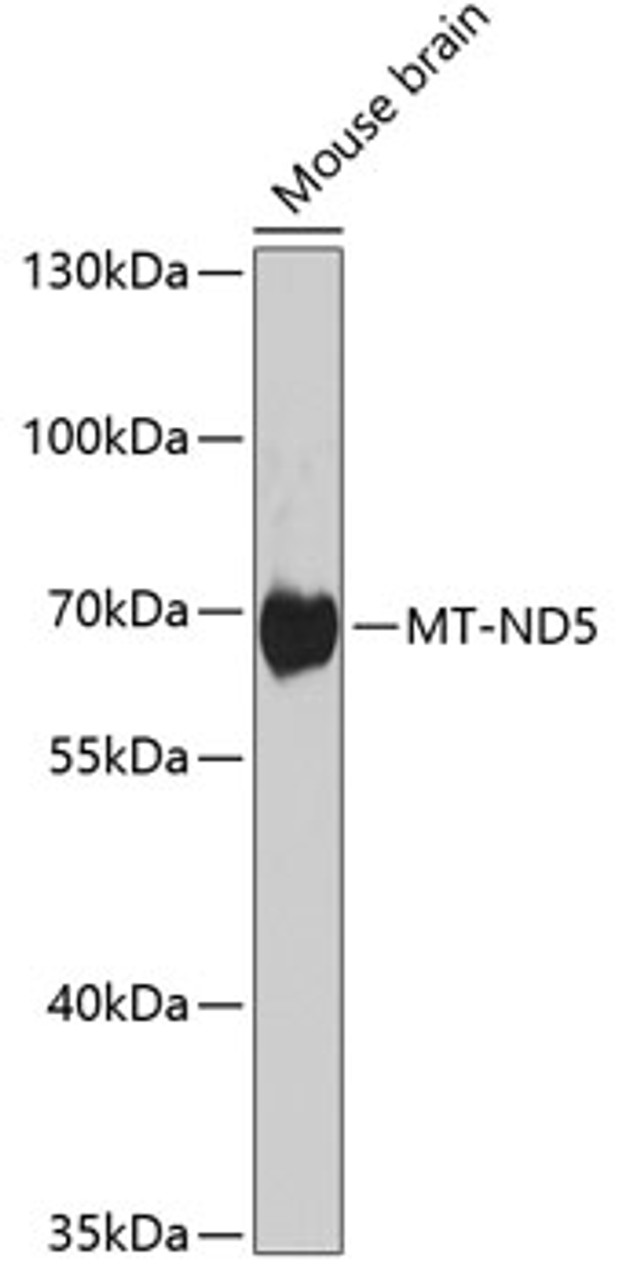 Western blot analysis of extracts of various cell lines, using MT-ND5 antibody (23-423) at 1:1000 dilution.<br/>Secondary antibody: HRP Goat Anti-Rabbit IgG (H+L) at 1:10000 dilution.<br/>Lysates/proteins: 25ug per lane.<br/>Blocking buffer: 3% nonfat dry milk in TBST.<br/>Detection: ECL Basic Kit.<br/>Exposure time: 5s.