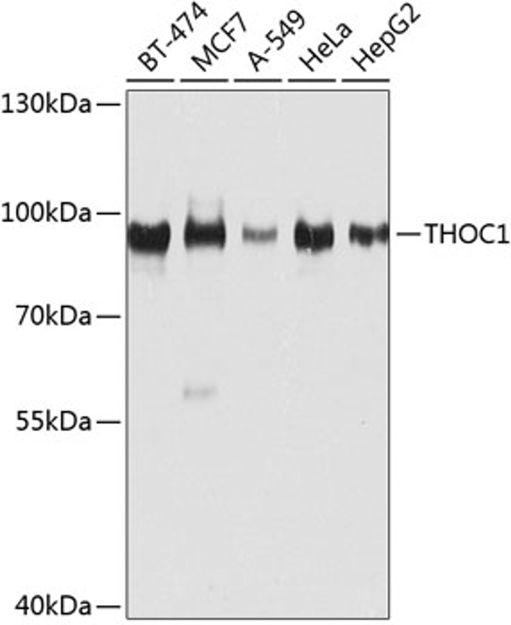 Western blot analysis of extracts of various cell lines, using THOC1 antibody (23-447) at 1:1000 dilution._Secondary antibody: HRP Goat Anti-Rabbit IgG (H+L) at 1:10000 dilution._Lysates/proteins: 25ug per lane._Blocking buffer: 3% nonfat dry milk in TBST._Detection: ECL Enhanced Kit._Exposure time: 30s.