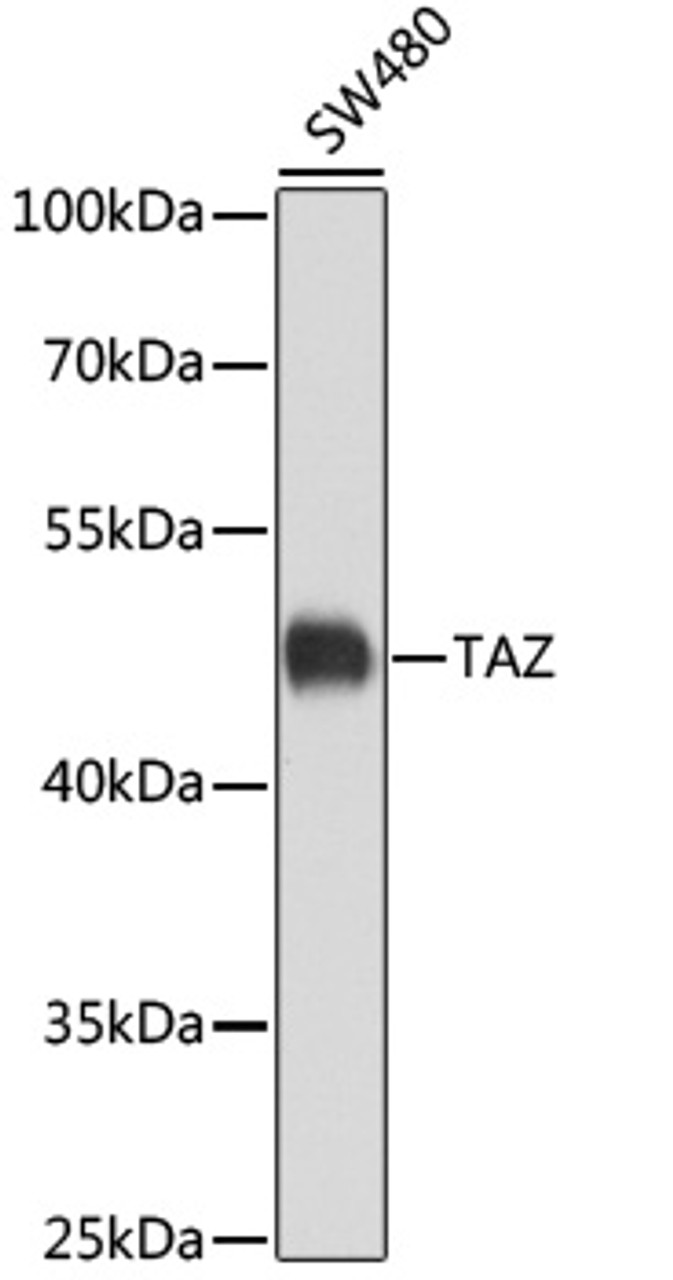 Western blot analysis of extracts of SW480 cells, using TAZ antibody (23-459) at 1:1000 dilution.<br/>Secondary antibody: HRP Goat Anti-Rabbit IgG (H+L) at 1:10000 dilution.<br/>Lysates/proteins: 25ug per lane.<br/>Blocking buffer: 3% nonfat dry milk in TBST.<br/>Detection: ECL Enhanced Kit.<br/>Exposure time: 10s.