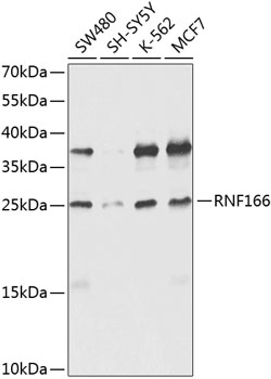 Western blot analysis of extracts of various cell lines, using RNF166 antibody (23-487) at 1:1000 dilution._Secondary antibody: HRP Goat Anti-Rabbit IgG (H+L) at 1:10000 dilution._Lysates/proteins: 25ug per lane._Blocking buffer: 3% nonfat dry milk in TBST._Detection: ECL Enhanced Kit._Exposure time: 15s.