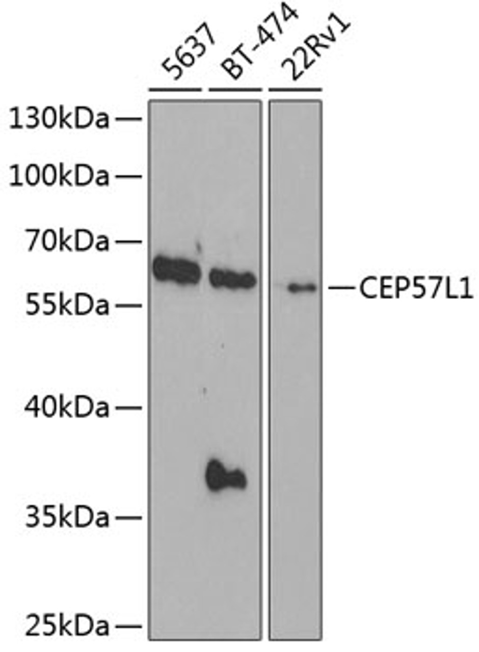 Western blot analysis of extracts of various cell lines, using CEP57L1 antibody (23-492) at 1:1000 dilution.<br/>Secondary antibody: HRP Goat Anti-Rabbit IgG (H+L) at 1:10000 dilution.<br/>Lysates/proteins: 25ug per lane.<br/>Blocking buffer: 3% nonfat dry milk in TBST.<br/>Detection: ECL Basic Kit.<br/>Exposure time: 90s.