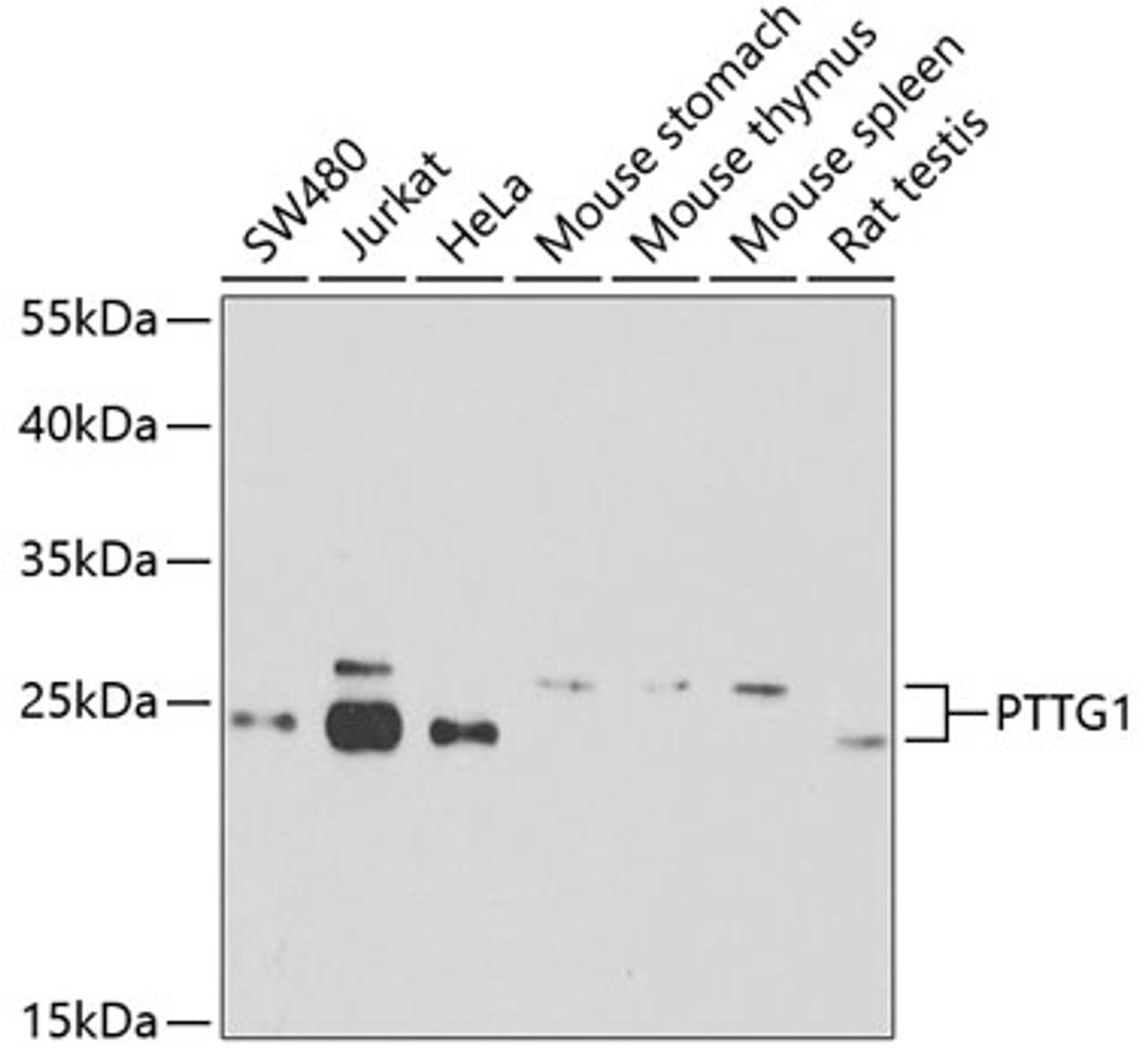 Western blot analysis of extracts of various cell lines, using PTTG1 antibody (23-500) at 1:1000 dilution.<br/>Secondary antibody: HRP Goat Anti-Rabbit IgG (H+L) at 1:10000 dilution.<br/>Lysates/proteins: 25ug per lane.<br/>Blocking buffer: 3% nonfat dry milk in TBST.<br/>Detection: ECL Basic Kit.<br/>Exposure time: 90s.
