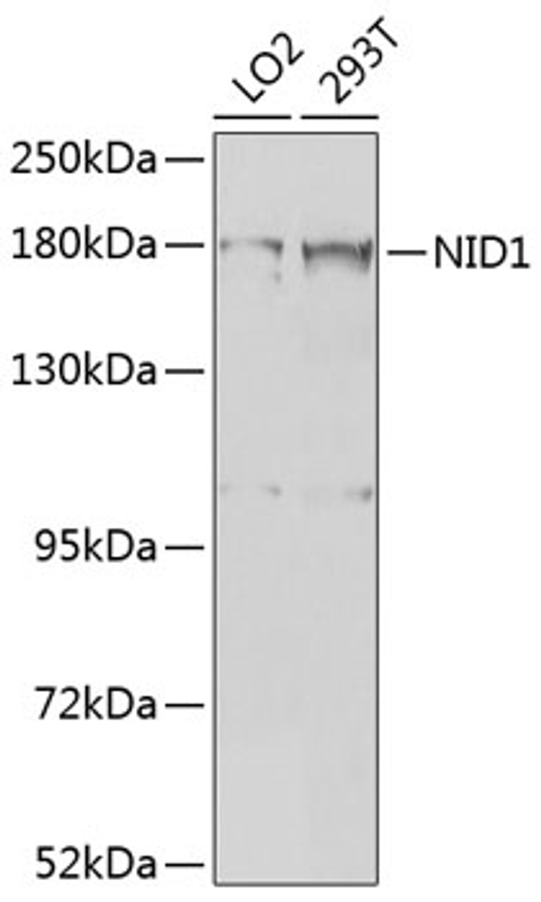 Western blot analysis of extracts of various cell lines, using NID1 antibody (23-523) at 1:1000 dilution.<br/>Secondary antibody: HRP Goat Anti-Rabbit IgG (H+L) at 1:10000 dilution.<br/>Lysates/proteins: 25ug per lane.<br/>Blocking buffer: 3% nonfat dry milk in TBST.<br/>Detection: ECL Basic Kit.<br/>Exposure time: 5s.