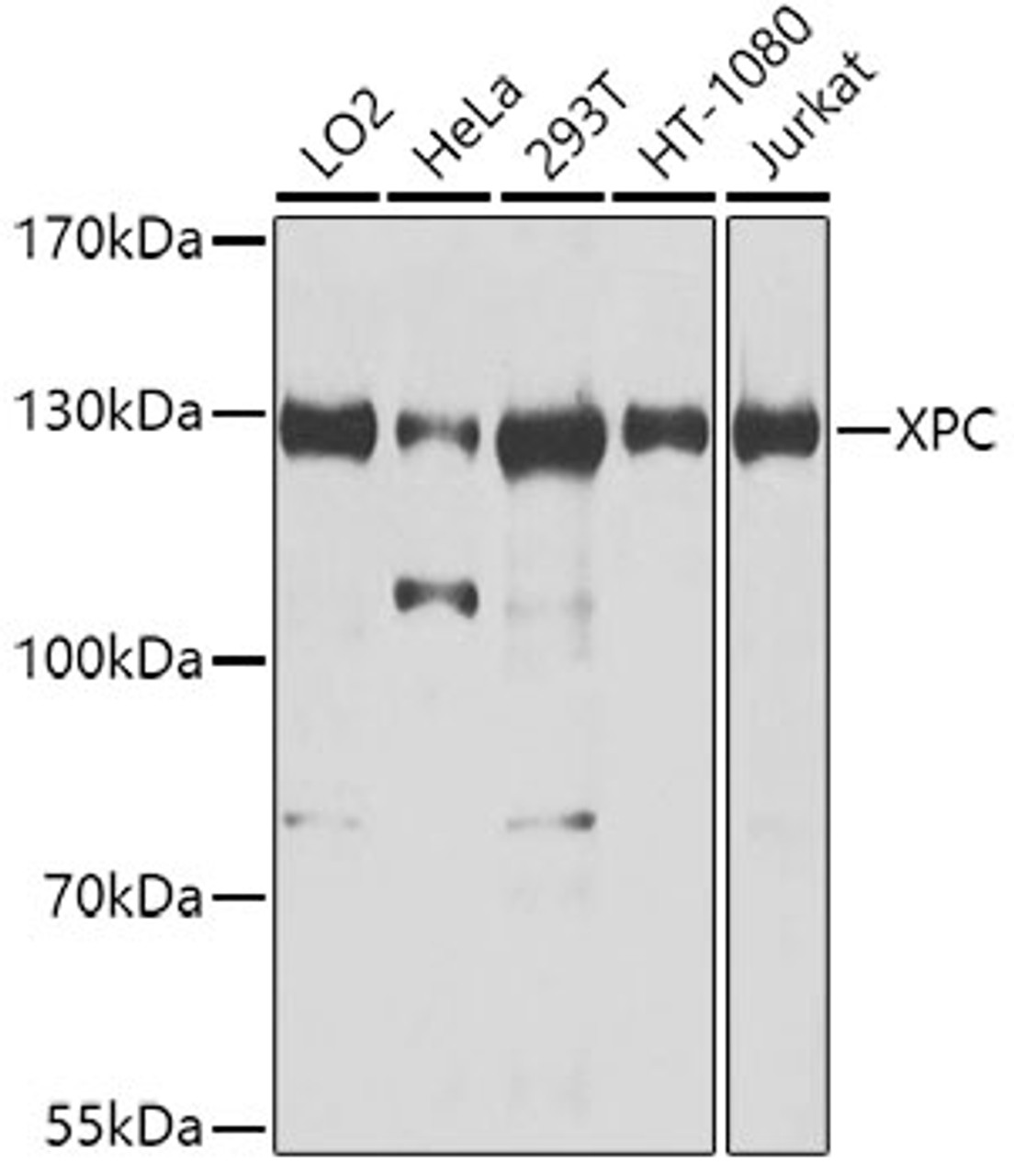 Western blot analysis of extracts of various cell lines, using XPC antibody (23-527) at 1:1000 dilution.<br/>Secondary antibody: HRP Goat Anti-Rabbit IgG (H+L) at 1:10000 dilution.<br/>Lysates/proteins: 25ug per lane.<br/>Blocking buffer: 3% nonfat dry milk in TBST.<br/>Detection: ECL Enhanced Kit.<br/>Exposure time: 5s.