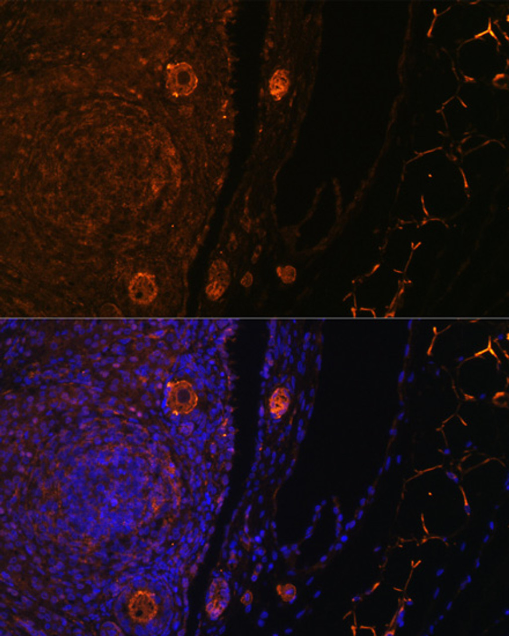 Immunofluorescence analysis of rat oophoroma cells using ZP3 antibody (23-528) at dilution of 1:100. Blue: DAPI for nuclear staining.