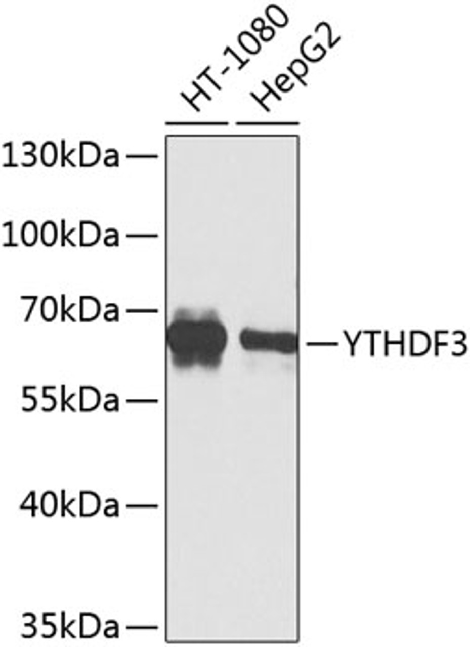 Western blot analysis of extracts of various cell lines, using YTHDF3 Antibody (23-552) at 1:1000 dilution.<br/>Secondary antibody: HRP Goat Anti-Rabbit IgG (H+L) at 1:10000 dilution.<br/>Lysates/proteins: 25ug per lane.<br/>Blocking buffer: 3% nonfat dry milk in TBST.<br/>Detection: ECL Basic Kit.<br/>Exposure time: 15s.