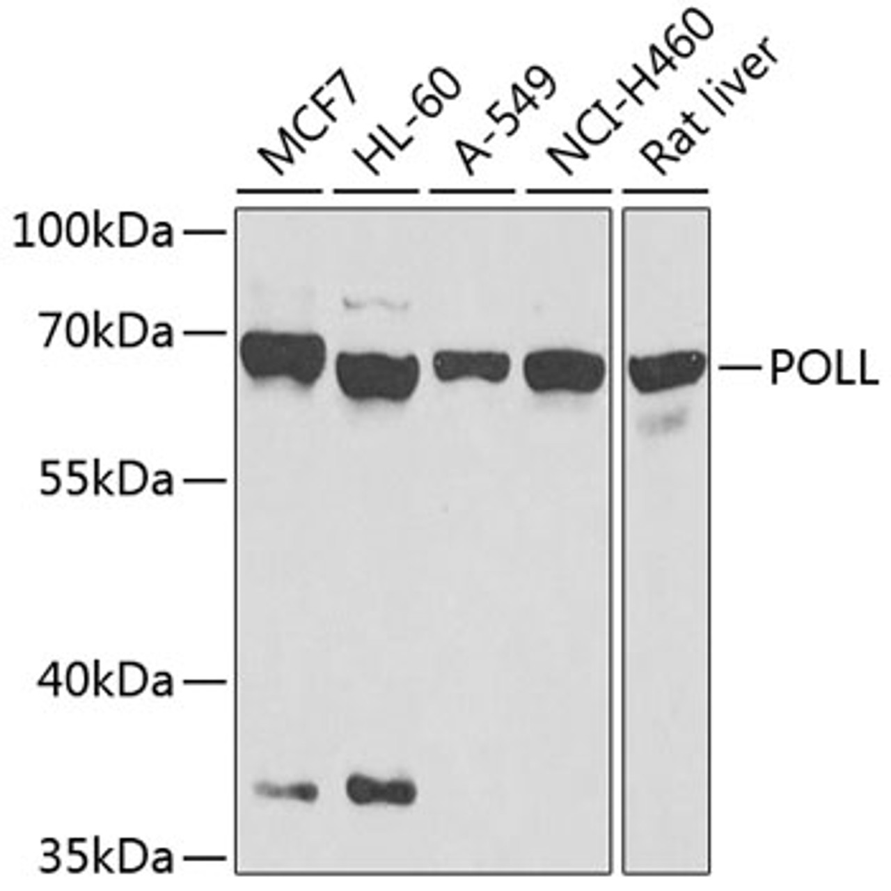 Western blot analysis of extracts of various cell lines, using POLL antibody (23-563) at 1:1000 dilution.<br/>Secondary antibody: HRP Goat Anti-Rabbit IgG (H+L) at 1:10000 dilution.<br/>Lysates/proteins: 25ug per lane.<br/>Blocking buffer: 3% nonfat dry milk in TBST.<br/>Detection: ECL Basic Kit.<br/>Exposure time: 15s.