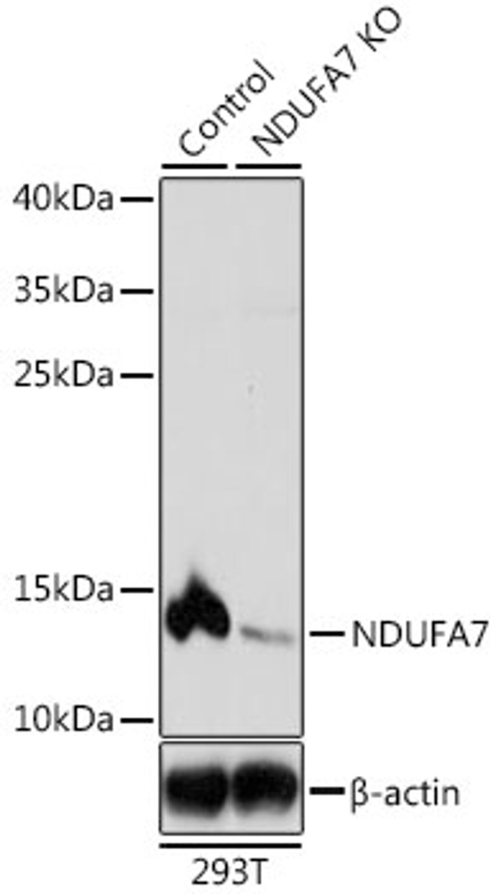 Western blot analysis of extracts from normal (control) and NDUFA7 knockout (KO) 293T cells, using NDUFA7 antibody (23-586) at 1:1000 dilution.<br/>Secondary antibody: HRP Goat Anti-Rabbit IgG (H+L) at 1:10000 dilution.<br/>Lysates/proteins: 25ug per lane.<br/>Blocking buffer: 3% nonfat dry milk in TBST.<br/>Detection: ECL Basic Kit.<br/>Exposure time: 5s.