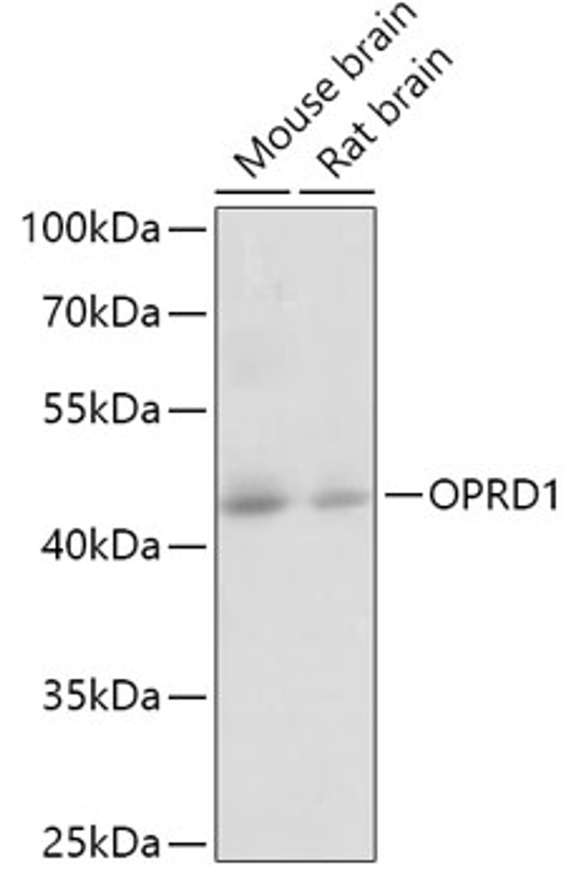 Western blot analysis of extracts of various cell lines, using OPRD1 antibody (23-589) at 1:1000 dilution.<br/>Secondary antibody: HRP Goat Anti-Rabbit IgG (H+L) at 1:10000 dilution.<br/>Lysates/proteins: 25ug per lane.<br/>Blocking buffer: 3% nonfat dry milk in TBST.<br/>Detection: ECL Basic Kit.<br/>Exposure time: 5s.