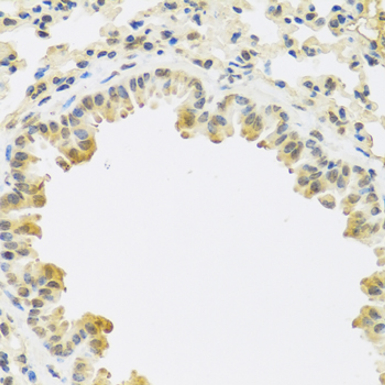 Immunohistochemistry of paraffin-embedded mouse lung using TGFB3 antibody (23-598) at dilution of 1:100 (40x lens) .