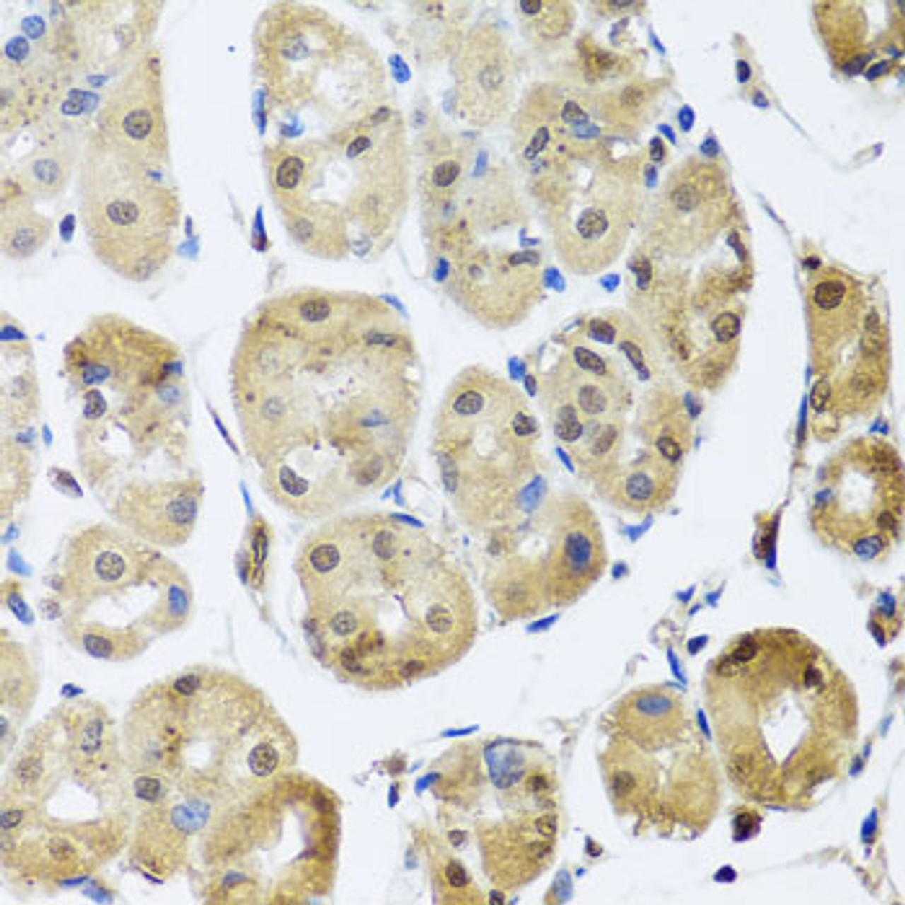 Immunohistochemistry of paraffin-embedded human stomach using TAF15 antibody (23-602) at dilution of 1:100 (40x lens) .