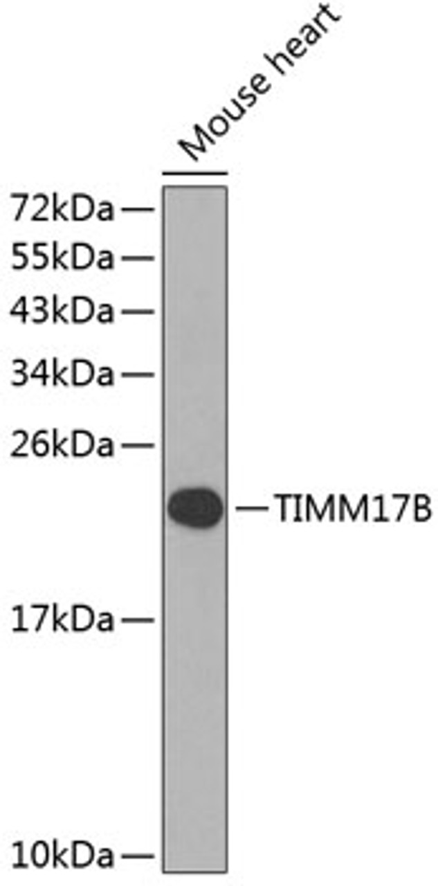 Western blot analysis of extracts of mouse heart, using TIMM17B antibody (23-611) at 1:1000 dilution.<br/>Secondary antibody: HRP Goat Anti-Rabbit IgG (H+L) at 1:10000 dilution.<br/>Lysates/proteins: 25ug per lane.<br/>Blocking buffer: 3% nonfat dry milk in TBST.<br/>Detection: ECL Enhanced Kit.<br/>Exposure time: 90s.