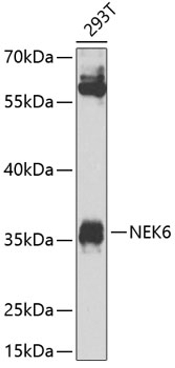 Western blot analysis of extracts of 293T cells, using NEK6 Antibody (23-615) at 1:1000 dilution.<br/>Secondary antibody: HRP Goat Anti-Rabbit IgG (H+L) at 1:10000 dilution.<br/>Lysates/proteins: 25ug per lane.<br/>Blocking buffer: 3% nonfat dry milk in TBST.<br/>Detection: ECL Enhanced Kit.<br/>Exposure time: 90s.