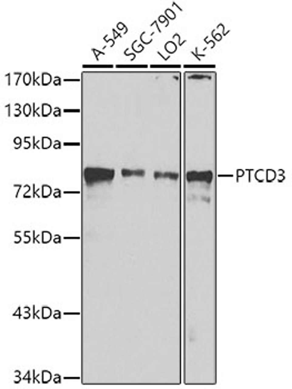 Western blot analysis of extracts of various cell lines, using PTCD3 antibody (23-625) at 1:1000 dilution.<br/>Secondary antibody: HRP Goat Anti-Rabbit IgG (H+L) at 1:10000 dilution.<br/>Lysates/proteins: 25ug per lane.<br/>Blocking buffer: 3% nonfat dry milk in TBST.<br/>Detection: ECL Basic Kit.<br/>Exposure time: 90s.