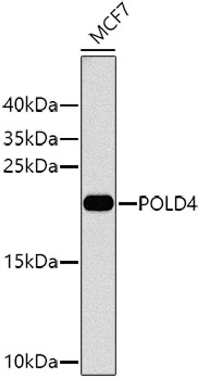 Western blot analysis of extracts of MCF-7 cells, using POLD4 antibody (23-630) at 1:1000 dilution.<br/>Secondary antibody: HRP Goat Anti-Rabbit IgG (H+L) at 1:10000 dilution.<br/>Lysates/proteins: 25ug per lane.<br/>Blocking buffer: 3% nonfat dry milk in TBST.<br/>Detection: ECL Basic Kit.<br/>Exposure time: 90s.