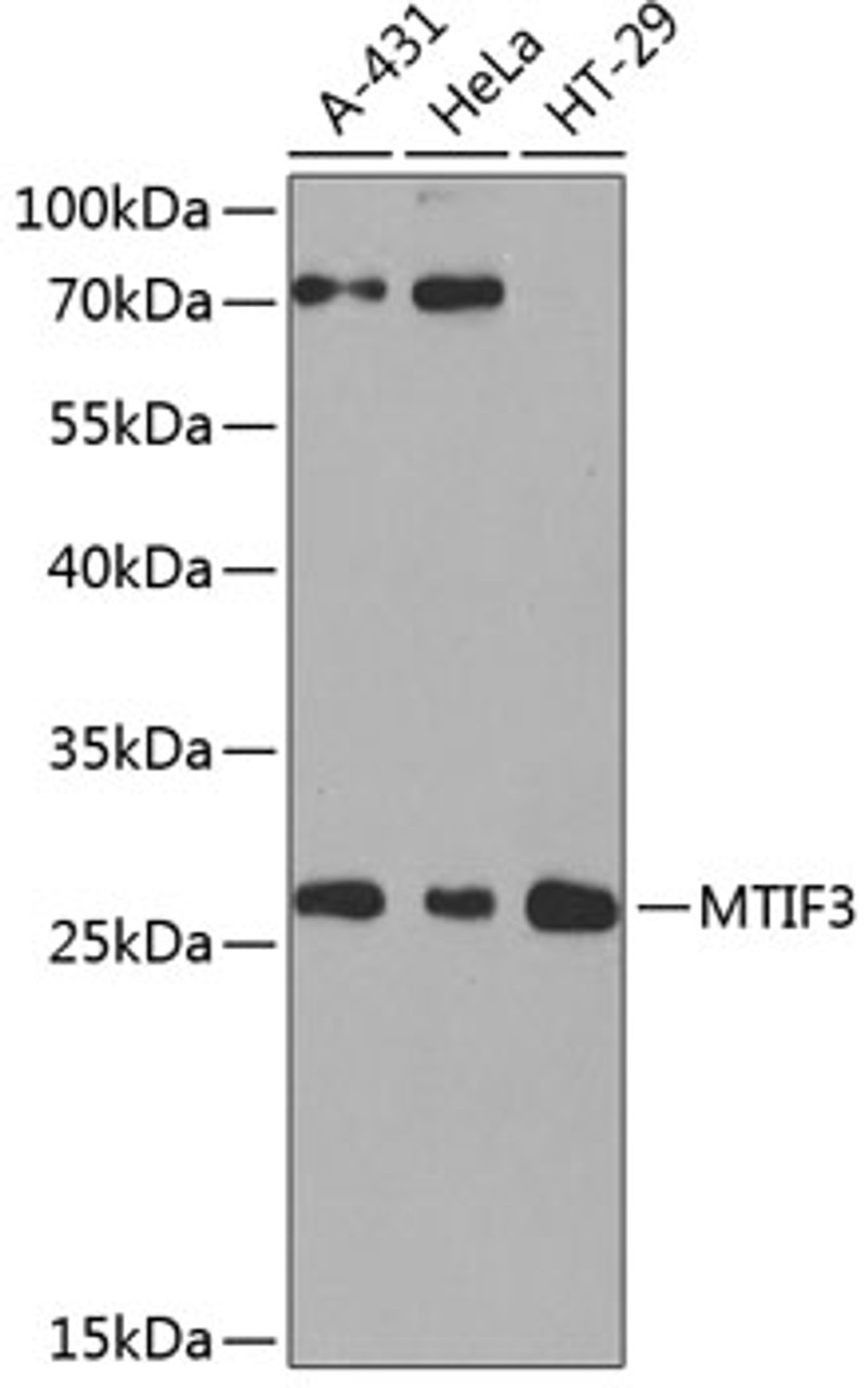 Western blot analysis of extracts of various cell lines, using MTIF3 antibody (23-638) at 1:1000 dilution.<br/>Secondary antibody: HRP Goat Anti-Rabbit IgG (H+L) at 1:10000 dilution.<br/>Lysates/proteins: 25ug per lane.<br/>Blocking buffer: 3% nonfat dry milk in TBST.<br/>Detection: ECL Basic Kit.<br/>Exposure time: 90s.