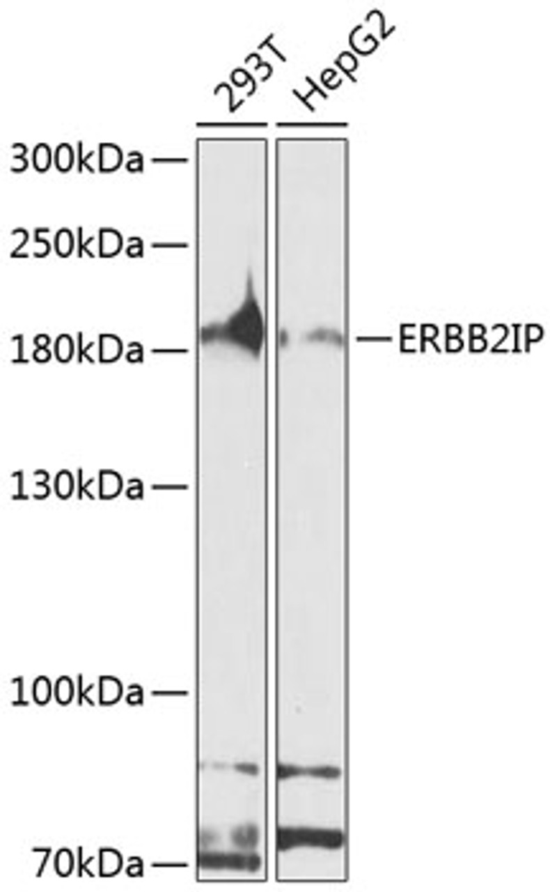 Western blot analysis of extracts of various cell lines, using ERBB2IP antibody (23-674) at 1:1000 dilution.<br/>Secondary antibody: HRP Goat Anti-Rabbit IgG (H+L) at 1:10000 dilution.<br/>Lysates/proteins: 25ug per lane.<br/>Blocking buffer: 3% nonfat dry milk in TBST.<br/>Detection: ECL Basic Kit.<br/>Exposure time: 90s.