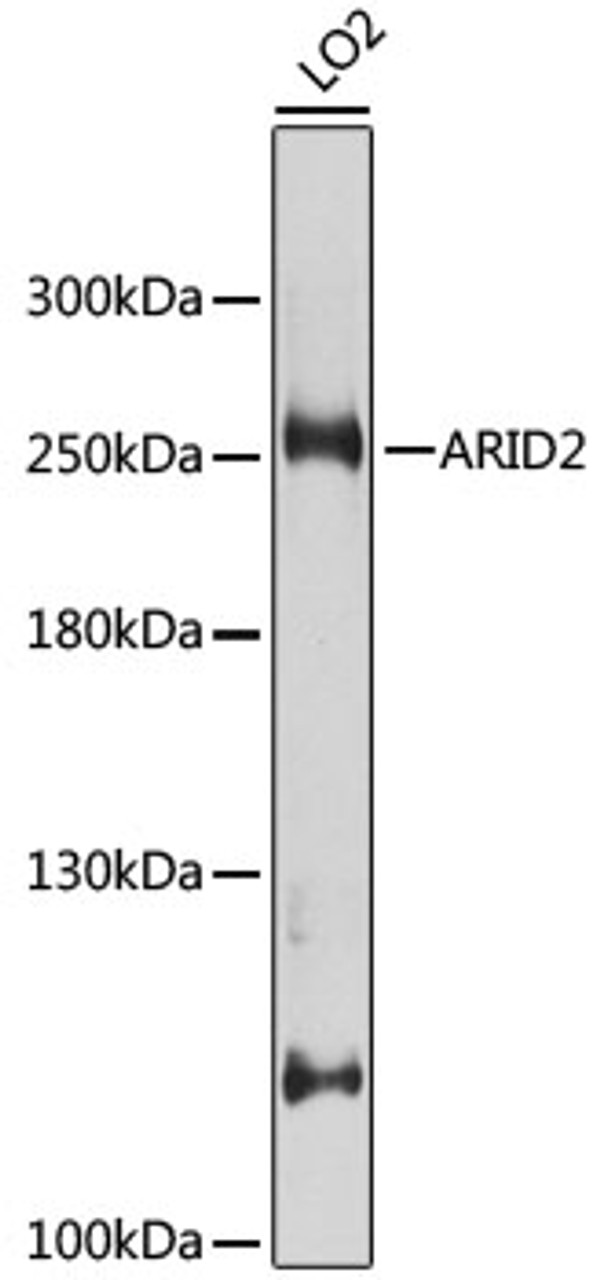 Western blot analysis of extracts of LO2 cells, using ARID2 antibody (23-684) at 1:1000 dilution.<br/>Secondary antibody: HRP Goat Anti-Rabbit IgG (H+L) at 1:10000 dilution.<br/>Lysates/proteins: 25ug per lane.<br/>Blocking buffer: 3% nonfat dry milk in TBST.<br/>Detection: ECL Basic Kit.<br/>Exposure time: 30s.