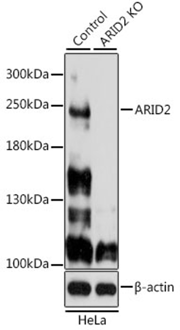 Western blot analysis of extracts from normal (control) and ARID2 knockout (KO) HeLa cells, using ARID2 antibody (23-684) at 1:500 dilution.<br/>Secondary antibody: HRP Goat Anti-Rabbit IgG (H+L) at 1:10000 dilution.<br/>Lysates/proteins: 25ug per lane.<br/>Blocking buffer: 3% nonfat dry milk in TBST.<br/>Detection: ECL Basic Kit.<br/>Exposure time: 10s.