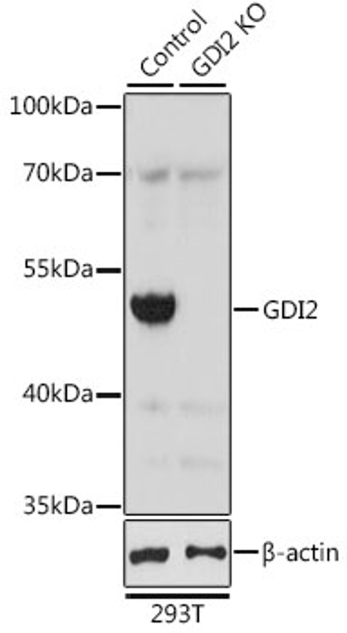 Western blot analysis of extracts from normal (control) and GDI2 knockout (KO) 293T cells, using GDI2 antibody (23-690) at 1:2000 dilution.<br/>Secondary antibody: HRP Goat Anti-Rabbit IgG (H+L) at 1:10000 dilution.<br/>Lysates/proteins: 25ug per lane.<br/>Blocking buffer: 3% nonfat dry milk in TBST.<br/>Detection: ECL Basic Kit.<br/>Exposure time: 1s.
