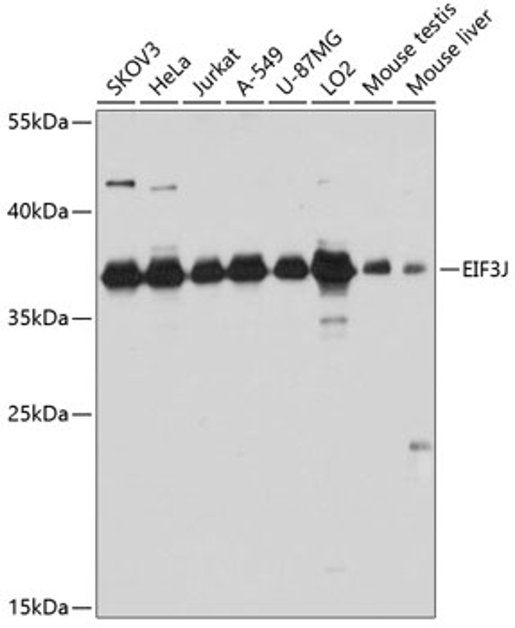 Western blot analysis of extracts of various cell lines, using EIF3J antibody (23-694) at 1:3000 dilution.<br/>Secondary antibody: HRP Goat Anti-Rabbit IgG (H+L) at 1:10000 dilution.<br/>Lysates/proteins: 25ug per lane.<br/>Blocking buffer: 3% nonfat dry milk in TBST.<br/>Detection: ECL Basic Kit.<br/>Exposure time: 10s.