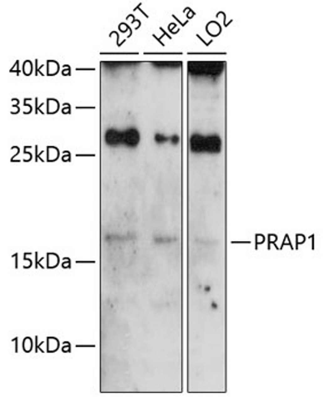 Western blot analysis of extracts of various cell lines, using PRAP1 antibody (23-721) at 1:3000 dilution.<br/>Secondary antibody: HRP Goat Anti-Rabbit IgG (H+L) at 1:10000 dilution.<br/>Lysates/proteins: 25ug per lane.<br/>Blocking buffer: 3% nonfat dry milk in TBST.<br/>Detection: ECL Enhanced Kit.<br/>Exposure time: 90s.