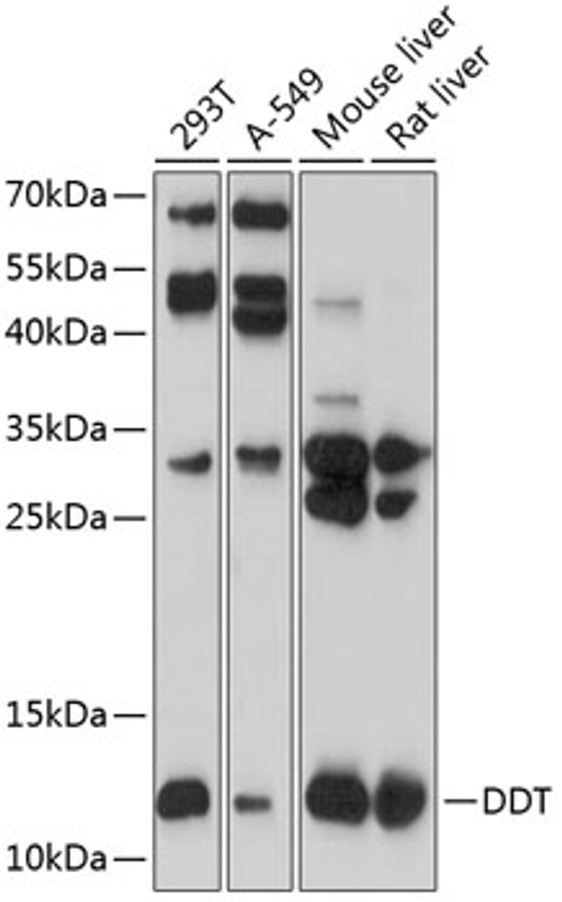 Western blot analysis of extracts of various cell lines, using DDT antibody (23-731) at 1:1000 dilution.<br/>Secondary antibody: HRP Goat Anti-Rabbit IgG (H+L) at 1:10000 dilution.<br/>Lysates/proteins: 25ug per lane.<br/>Blocking buffer: 3% nonfat dry milk in TBST.<br/>Detection: ECL Basic Kit.<br/>Exposure time: 30s.