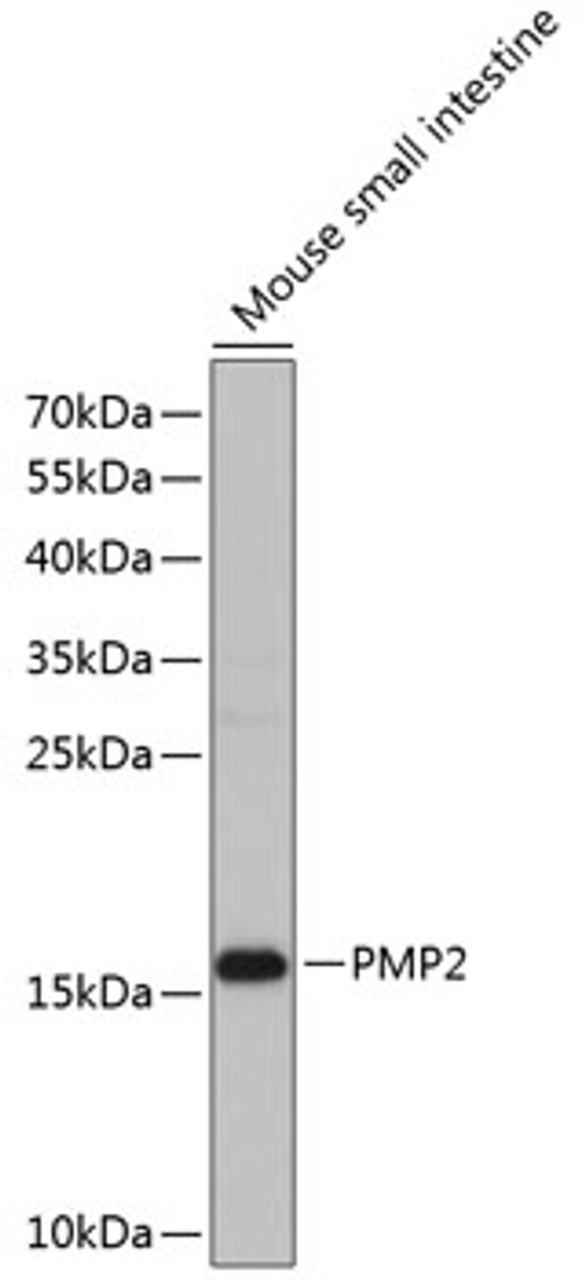Western blot analysis of extracts of mouse small intestine, using PMP2 antibody (23-743) at 1:1000 dilution.<br/>Secondary antibody: HRP Goat Anti-Rabbit IgG (H+L) at 1:10000 dilution.<br/>Lysates/proteins: 25ug per lane.<br/>Blocking buffer: 3% nonfat dry milk in TBST.<br/>Detection: ECL Basic Kit.<br/>Exposure time: 60s.