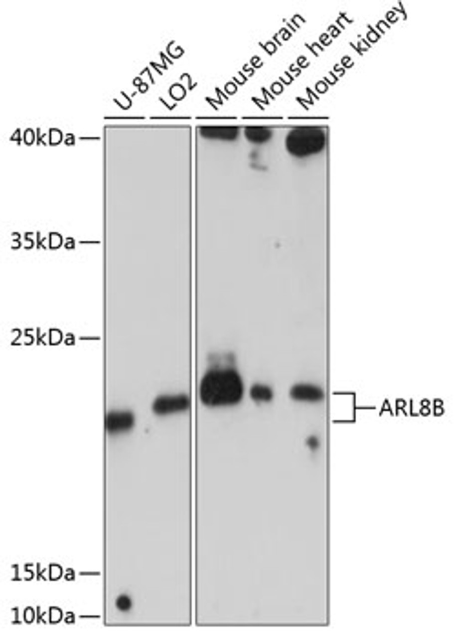 Western blot analysis of extracts of various cell lines, using ARL8B antibody (23-748) at 1:3000 dilution.<br/>Secondary antibody: HRP Goat Anti-Rabbit IgG (H+L) at 1:10000 dilution.<br/>Lysates/proteins: 25ug per lane.<br/>Blocking buffer: 3% nonfat dry milk in TBST.<br/>Detection: ECL Enhanced Kit.<br/>Exposure time: 30s.