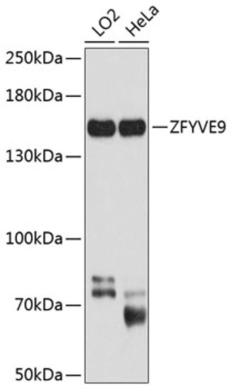 Western blot analysis of extracts of various cell lines, using ZFYVE9 antibody (23-779) at 1:1000 dilution.<br/>Secondary antibody: HRP Goat Anti-Rabbit IgG (H+L) at 1:10000 dilution.<br/>Lysates/proteins: 25ug per lane.<br/>Blocking buffer: 3% nonfat dry milk in TBST.<br/>Detection: ECL Basic Kit.<br/>Exposure time: 20s.