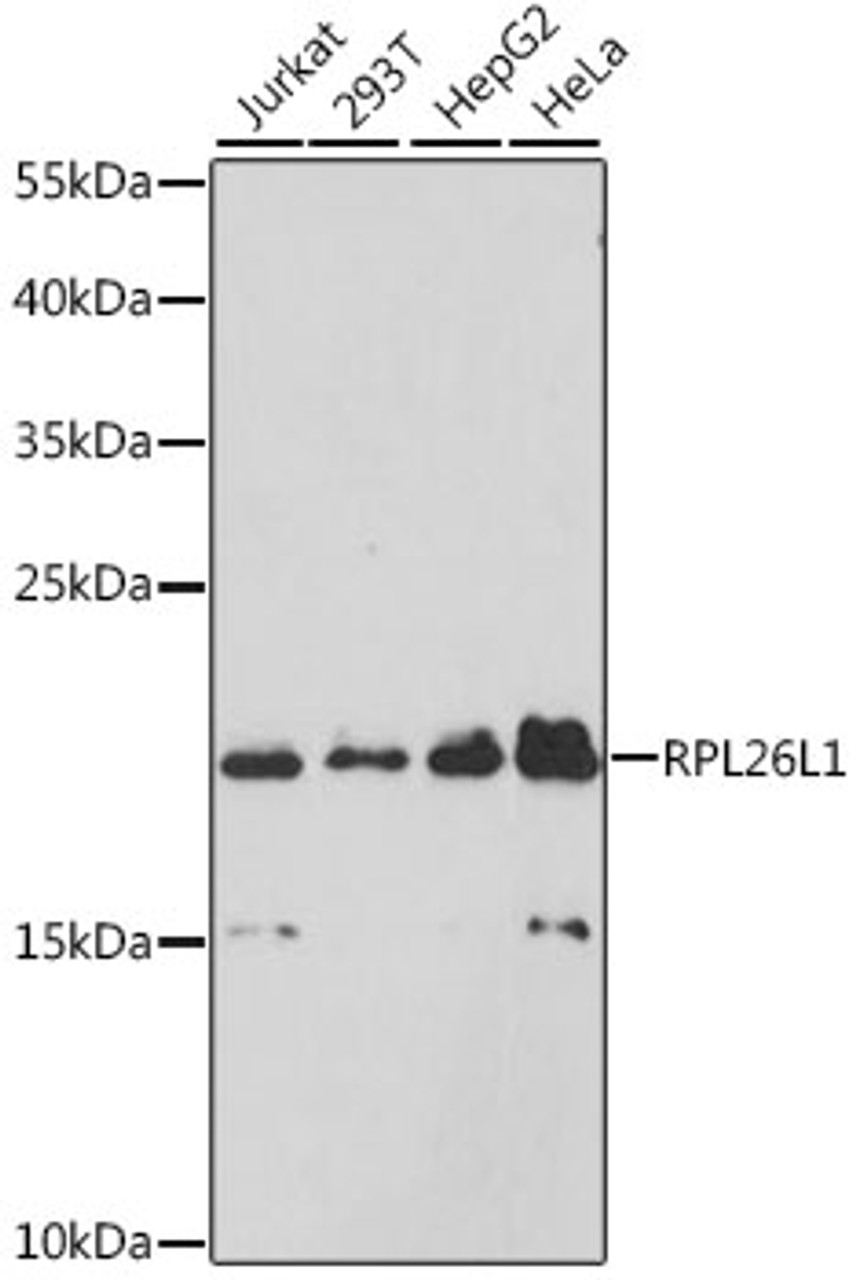 Western blot analysis of extracts of various cell lines, using RPL26L1 antibody (23-808) at 1:3000 dilution.<br/>Secondary antibody: HRP Goat Anti-Rabbit IgG (H+L) at 1:10000 dilution.<br/>Lysates/proteins: 25ug per lane.<br/>Blocking buffer: 3% nonfat dry milk in TBST.<br/>Detection: ECL Enhanced Kit.<br/>Exposure time: 90s.