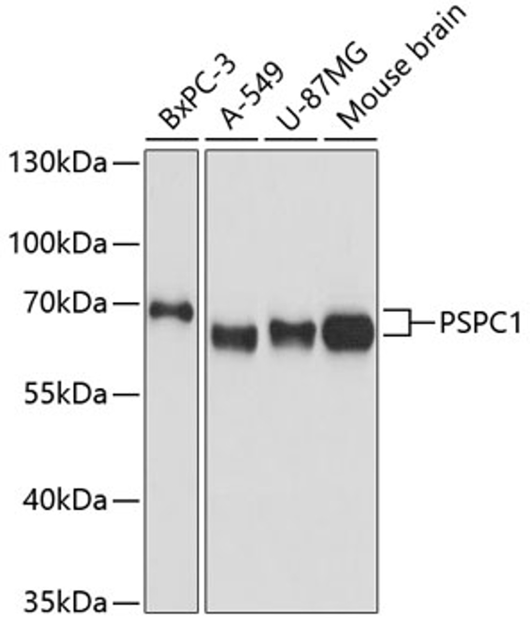 Western blot analysis of extracts of various cell lines, using PSPC1 antibody (23-811) at 1:3000 dilution.<br/>Secondary antibody: HRP Goat Anti-Rabbit IgG (H+L) at 1:10000 dilution.<br/>Lysates/proteins: 25ug per lane.<br/>Blocking buffer: 3% nonfat dry milk in TBST.<br/>Detection: ECL Basic Kit.<br/>Exposure time: 10s.