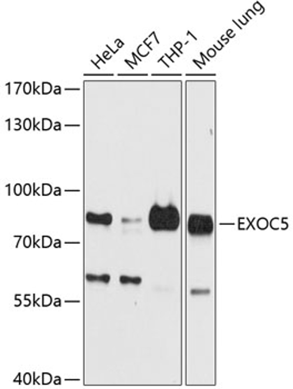 Western blot analysis of extracts of various cell lines, using EXOC5 antibody (23-826) at 1:3000 dilution.<br/>Secondary antibody: HRP Goat Anti-Rabbit IgG (H+L) at 1:10000 dilution.<br/>Lysates/proteins: 25ug per lane.<br/>Blocking buffer: 3% nonfat dry milk in TBST.<br/>Detection: ECL Basic Kit.<br/>Exposure time: 10s.