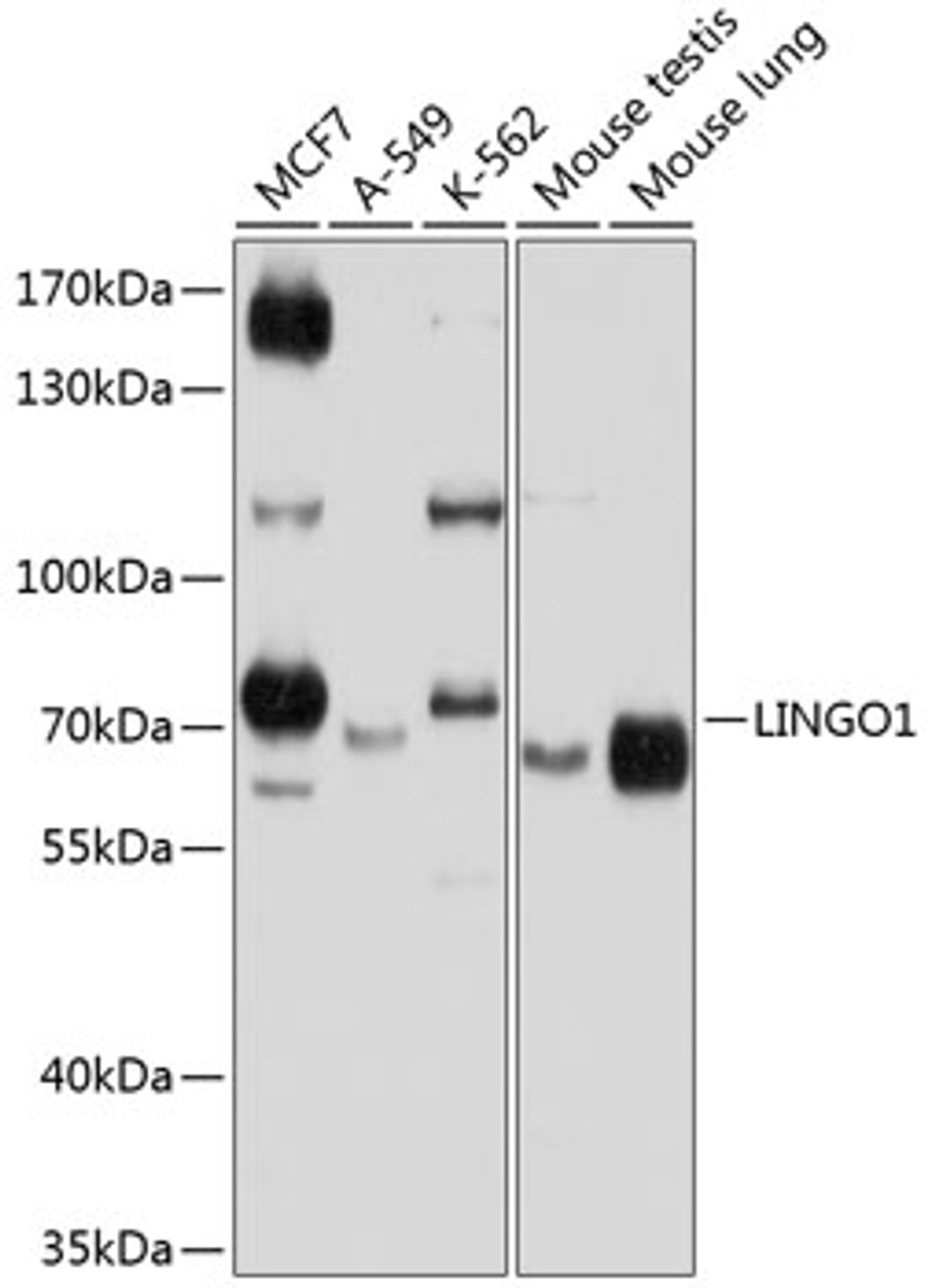 Western blot analysis of extracts of various cell lines, using LINGO1 antibody (23-849) at 1:1000 dilution.<br/>Secondary antibody: HRP Goat Anti-Rabbit IgG (H+L) at 1:10000 dilution.<br/>Lysates/proteins: 25ug per lane.<br/>Blocking buffer: 3% nonfat dry milk in TBST.<br/>Detection: ECL Basic Kit.<br/>Exposure time: 60s.