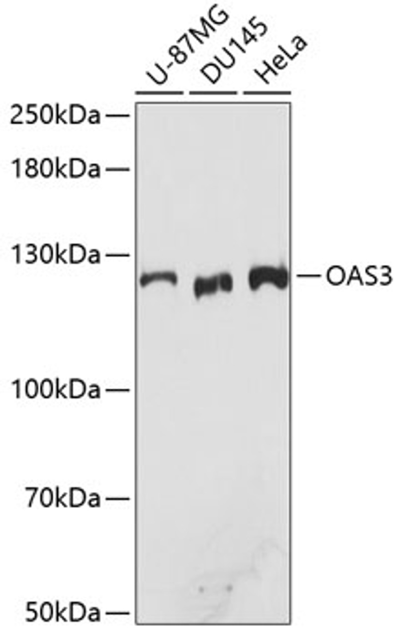 Western blot analysis of extracts of various cell lines, using OAS3 antibody (23-868) at 1:3000 dilution.<br/>Secondary antibody: HRP Goat Anti-Rabbit IgG (H+L) at 1:10000 dilution.<br/>Lysates/proteins: 25ug per lane.<br/>Blocking buffer: 3% nonfat dry milk in TBST.<br/>Detection: ECL Basic Kit.<br/>Exposure time: 60s.