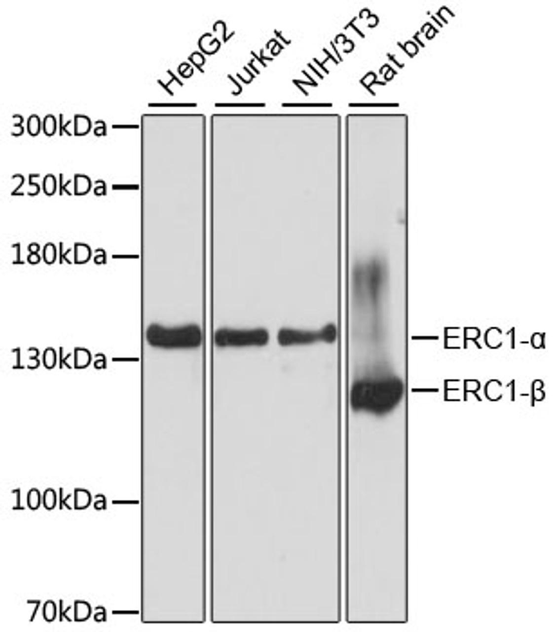 Western blot analysis of extracts of various cell lines, using ERC1 antibody (23-873) at 1:3000 dilution.<br/>Secondary antibody: HRP Goat Anti-Rabbit IgG (H+L) at 1:10000 dilution.<br/>Lysates/proteins: 25ug per lane.<br/>Blocking buffer: 3% nonfat dry milk in TBST.<br/>Detection: ECL Basic Kit.<br/>Exposure time: 15s.